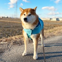 散歩中、『拒否柴』を発動した柴犬の豆次郎くん（画像提供：しばわんこさん）