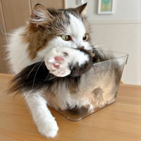 「自分枕」でくつろぐ技も身につけたこむぎくん（画像提供：なごみ処 あずきち＆こむぎさん）.jpg