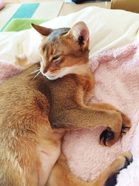 お迎えから1週間ほどでおうちに慣れてくれた猫さん（画像提供：もかんさん）