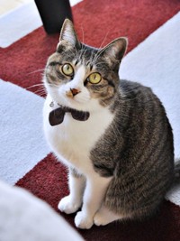 まん丸なおめめが愛らしいルナちゃん（画像提供：yuさん）