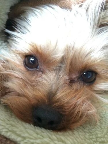 家にきたころの「べりぃ」

