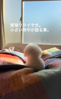 繁殖リタイヤ犬。小さい背中が語ること(「笑あり涙あり🐾まるまめ日記」さん提供、nstagramよりキャプチャ撮影)