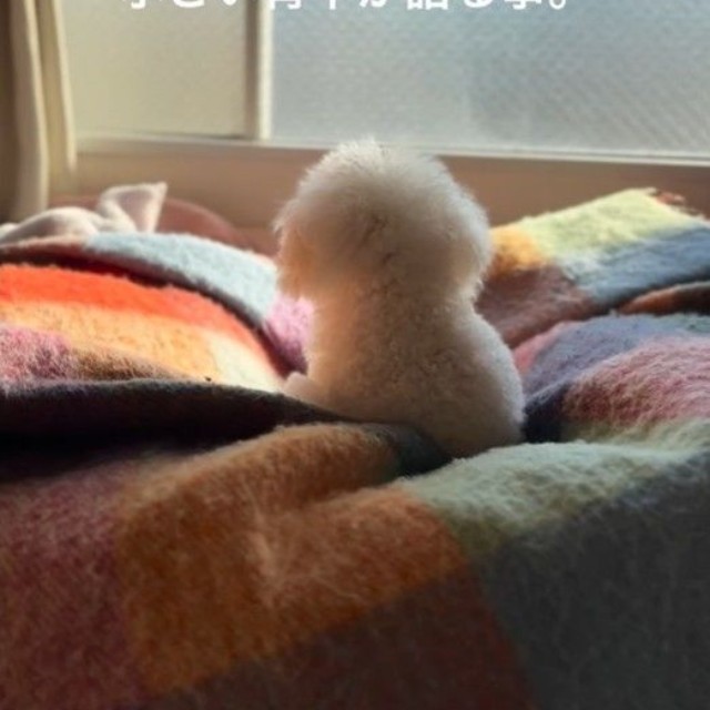 繁殖リタイヤ犬。小さい背中が語ること(「笑あり涙あり🐾まるまめ日記」さん提供、nstagramよりキャプチャ撮影)