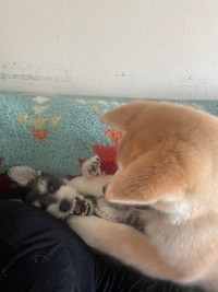 激し目のジャレ合い（提供：TIM.🫀Glithes.さん）