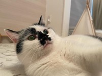 ふんわり、のんびりした大福くん。