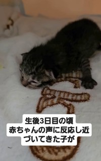 生後3日後頃、赤ちゃんの声に反応して近づいてきた子が…（「NPO法人 アニマルスマイル香川」さん提供、Instagramよりキャプチャ撮影）