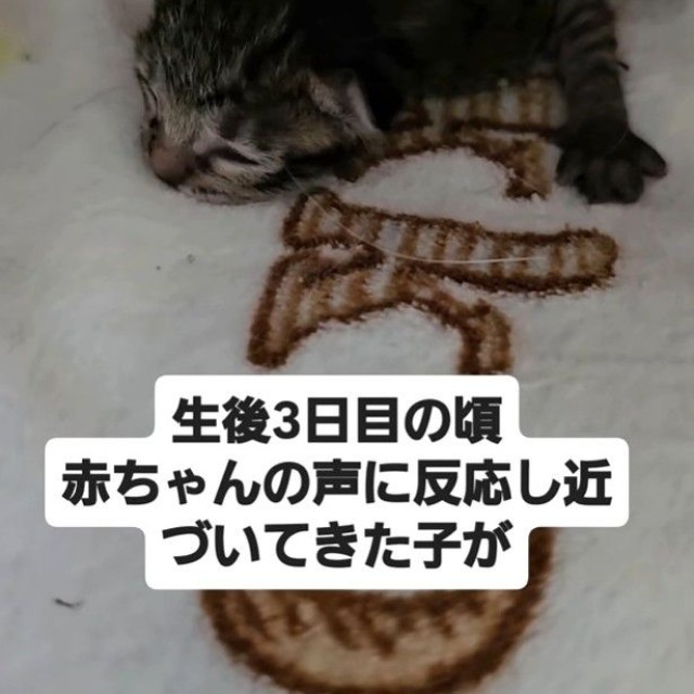 生後3日後頃、赤ちゃんの声に反応して近づいてきた子が…（「NPO法人 アニマルスマイル香川」さん提供、Instagramよりキャプチャ撮影）