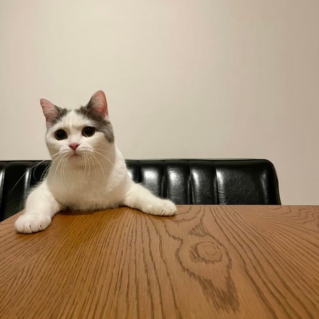 切ない表情で訴えるのが得意？＝立ち耳スコのフクさん（@fukuneko_47）提供