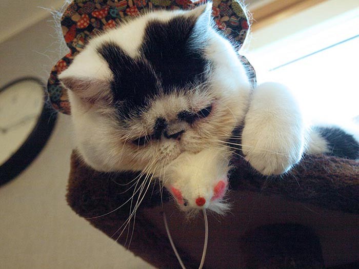 こう見えて、魚卵姉妹は結構戦闘派