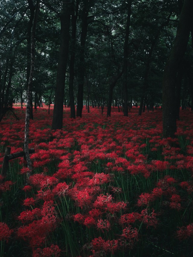 画面いっぱいに広がる彼岸花（提供：はるはらさん）