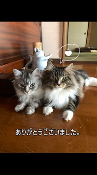 並んでこちらを見つめる2匹の猫／禪桂寺さん（@ogaki.zenkeiji）提供