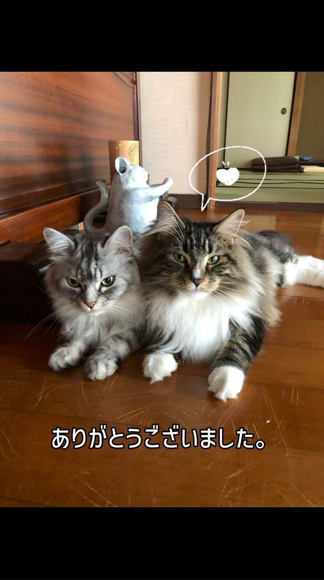 並んでこちらを見つめる2匹の猫／禪桂寺さん（@ogaki.zenkeiji）提供