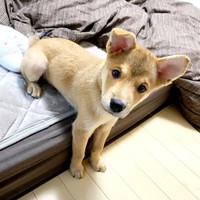 ベッドからひょっこり顔をのぞかせる虎徹くん（画像提供：虎徹さん）