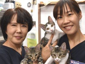 飼い主のいない犬猫に無料で不妊手術　受け入れ拡大へ資金募る