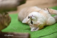 リラックスした表情を見せる那須の「アミ―ラ」（学研ホールディングス提供）