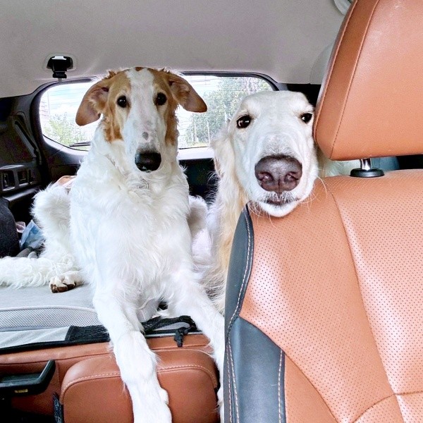 兄弟一緒にお出かけ。（左から）ラムくん、先住犬のベルくん（画像提供：ベル ラム ボルゾイさん）