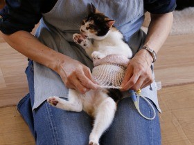 緊急手術！ 保護した子猫に「胃ろう」　ごはんが食べられない