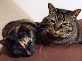 オヤツを愛しすぎる愛猫　ササミ、煮干し……色々試したけど、アレだけは未体験！