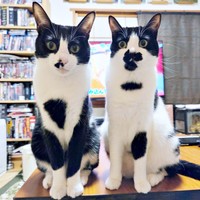 兄妹そろってパシャリ！ （左から）ダダくん、ミアちゃん（画像提供：マグルの猫さん）