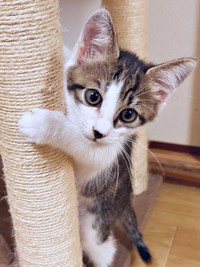 お迎え当日、生後推定2カ月だったかぢめくん（画像提供：かさねさん）