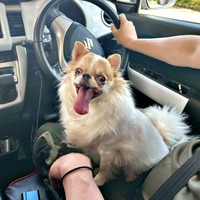 車にのってお出かけ！ 嬉しそうな玉緒ちゃん（画像提供：えちごやとちわわさん）