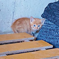 発見時、生後推定1カ月、小さかったリッツくん（画像提供：黎さん）