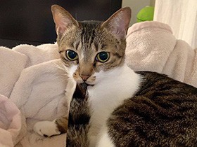 しっぽをチュパチュパするのがルーティン　キジ白MIX「ニカ」