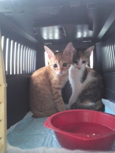 家にきたころの「あずき」