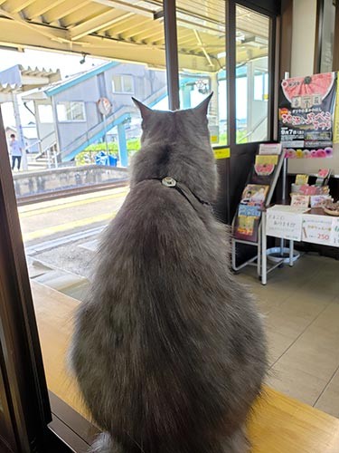 ホームを見つめるしょこら＝細谷さん提供