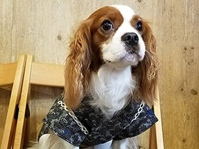 世界遺産へ行くのがお気に入りのお散歩コース　キャバ「ロール」