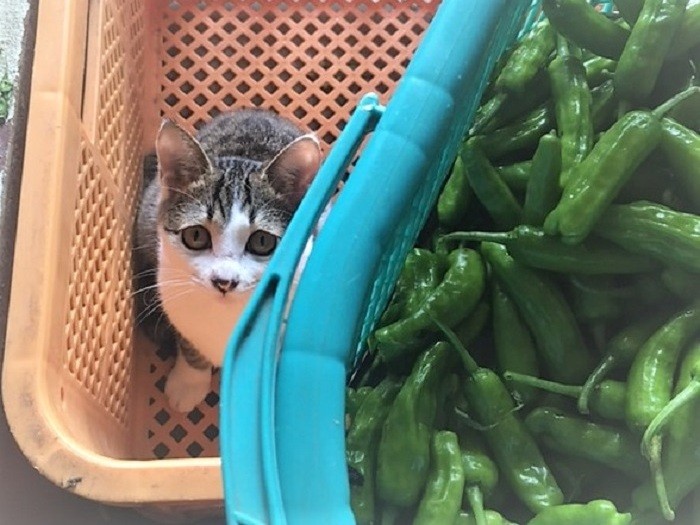 シシトウの収穫に立ち会う子猫時代（尚子さん提供）