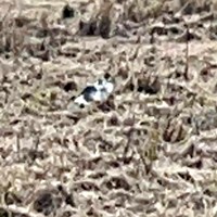 田んぼにいたメルくん（画像提供：レオとむぎさん）