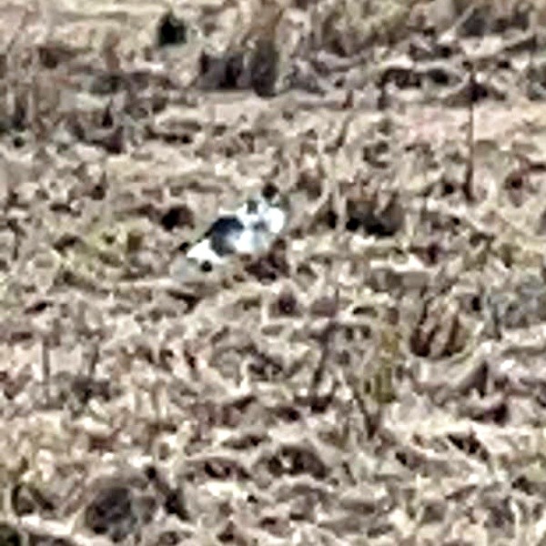 田んぼにいたメルくん（画像提供：レオとむぎさん）