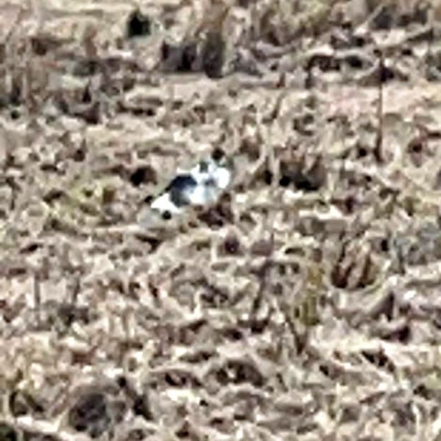 田んぼにいたメルくん（画像提供：レオとむぎさん）