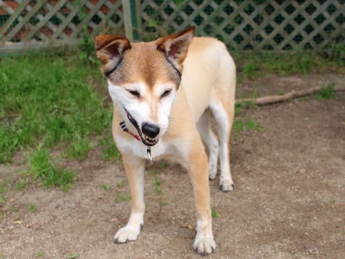 暑いから氷を噛んでみた