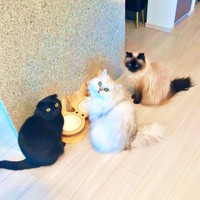 ごはんの前に大集合！ （左から）ぷりもちゃん、ふわもちゃん、うるもちゃん（画像提供：ふわもさん）