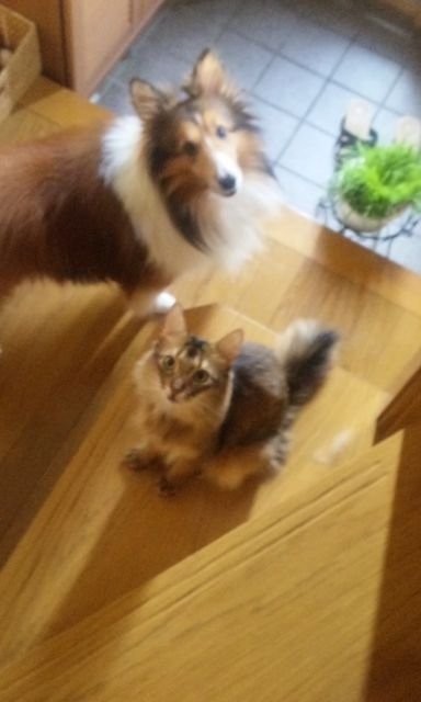 ウルくんが見せる、人の口真似の上手さに驚かされた