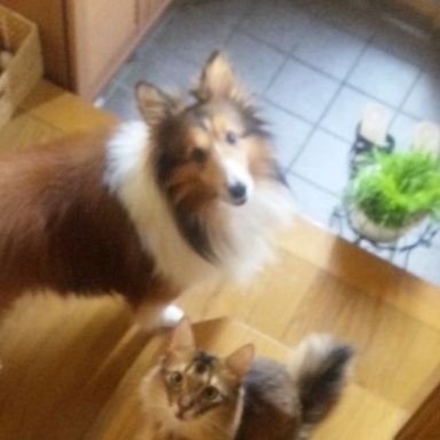 ウルくんが見せる、人の口真似の上手さに驚かされた