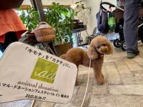 「動物のために何かしたい！」　犬仲間がつながってチャリティーイベントを企画