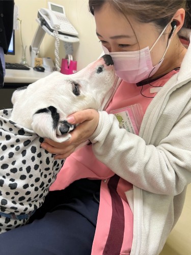 ダルメシアンの「オミ」くんは病院犬。輸血のドナー犬として活躍した。現在は引退し、のんびり過ごす毎日（旭さん提供）