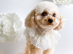 別々の場所から引き取ったのに、実はお兄ちゃん犬と親戚だった！　トイプー「うみ」