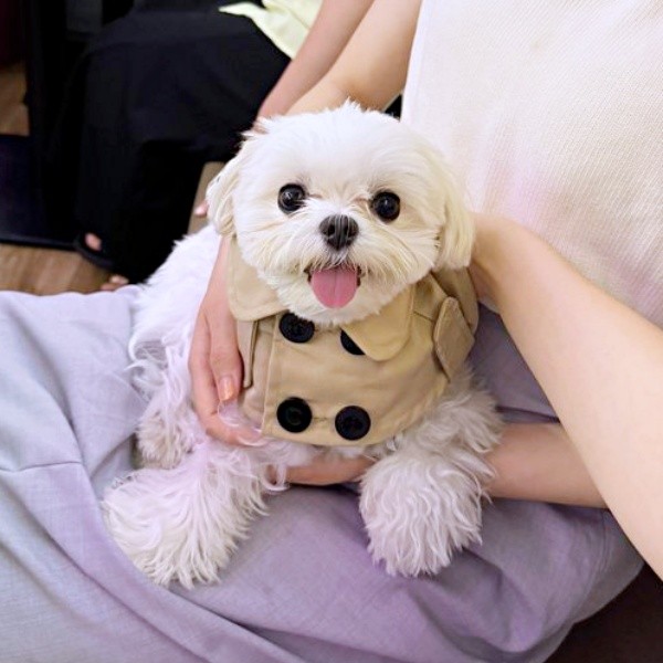 ママの膝上でにっこり笑みを浮かべるまるくん（画像提供：全部犬のせいさん）