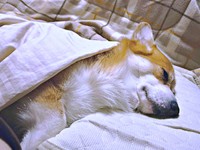 いつもの添い寝姿はこちらーー枕を上手に使って眠るレオくん（画像提供：コーギーのレオさん）
