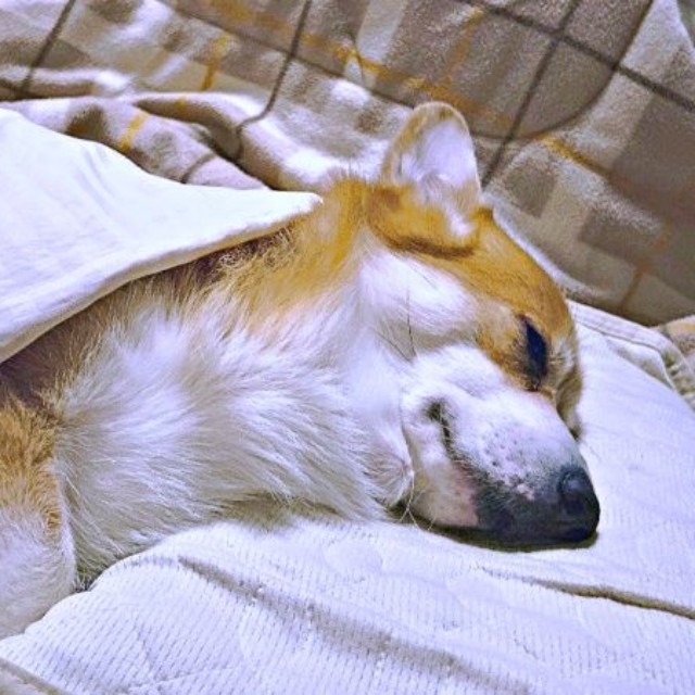 いつもの添い寝姿はこちらーー枕を上手に使って眠るレオくん（画像提供：コーギーのレオさん）
