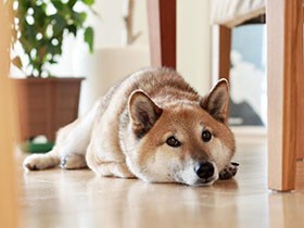 おやつをたくさんもらって、まったり中　柴犬の「こつぶ」