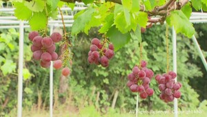 秋の味覚　ブドウは猛暑の影響　クリは小ぶりも甘さ十分