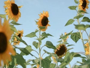 「半袖といっしょに」をテーマにエッセイを募集！6月7日締め切り