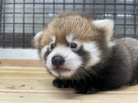 9月10日。ちょっと困っているような表情 画像提供：那須どうぶつ王国