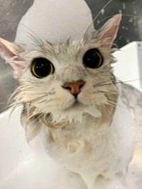 お風呂に入るとちっちゃくなります