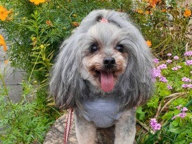 飼育放棄されたMIX犬の「のん」　みずからピタッとくっつきお母さんを選んだ